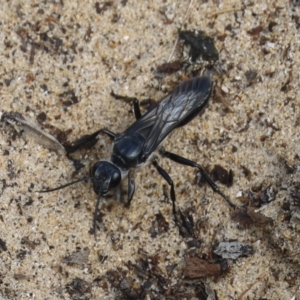 Sphecidae or Crabronidae (families) at North Narooma, NSW - 12 Feb 2020 09:00 AM