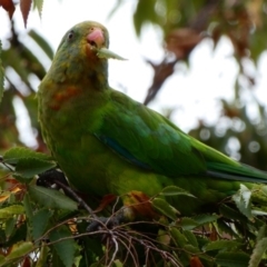 Polytelis swainsonii (Superb Parrot) at Campbell, ACT - 12 Feb 2020 by MargD