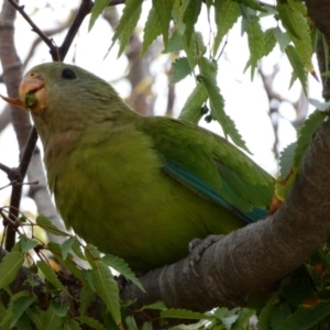 Polytelis swainsonii at Campbell, ACT - 12 Feb 2020