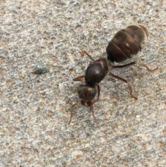 Iridomyrmex purpureus (Meat Ant) at Acton, ACT - 21 Jan 2018 by YellowButton