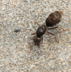 Iridomyrmex sp. (genus) (Ant) at Mount Ainslie to Black Mountain - 21 Jan 2018 by YellowButton