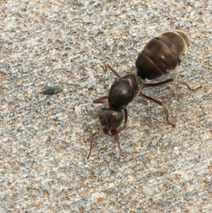 Iridomyrmex purpureus at Acton, ACT - 21 Jan 2018 12:30 PM