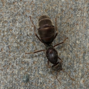 Iridomyrmex purpureus at Acton, ACT - 21 Jan 2018 12:30 PM