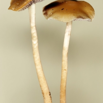 Unidentified Cap on a stem; gills below cap [mushrooms or mushroom-like] at Kambah, ACT - 31 Jan 2020 by Marthijn