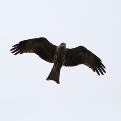Milvus migrans (Black Kite) at Jerrabomberra, ACT - 12 Feb 2020 by RodDeb