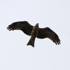 Milvus migrans at Jerrabomberra, ACT - 12 Feb 2020 12:13 PM