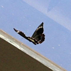 Papilio aegeus (Orchard Swallowtail, Large Citrus Butterfly) at Acton, ACT - 11 Feb 2020 by RodDeb