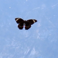 Papilio aegeus at Acton, ACT - 11 Feb 2020