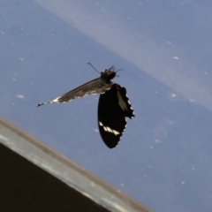 Papilio aegeus at Acton, ACT - 11 Feb 2020 11:38 AM