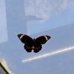 Papilio aegeus at Acton, ACT - 11 Feb 2020 11:38 AM