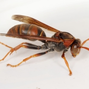 Polistes (Polistella) humilis at Kambah, ACT - 11 Feb 2020