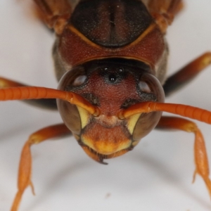 Polistes (Polistella) humilis at Kambah, ACT - 11 Feb 2020