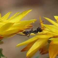 Myrmecia sp. (genus) (Bull ant or Jack Jumper) at Acton, ACT - 11 Feb 2020 by RodDeb