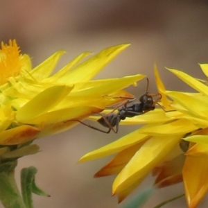 Myrmecia sp. (genus) at Acton, ACT - 11 Feb 2020