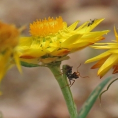 Myrmecia sp. (genus) at Acton, ACT - 11 Feb 2020