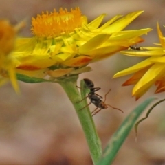 Myrmecia sp. (genus) at Acton, ACT - 11 Feb 2020