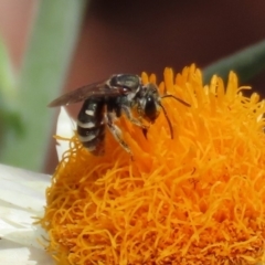 Lipotriches (Austronomia) phanerura (Halictid Bee) at Acton, ACT - 11 Feb 2020 by RodDeb