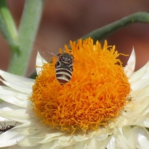 Lipotriches (Austronomia) phanerura at Acton, ACT - 11 Feb 2020