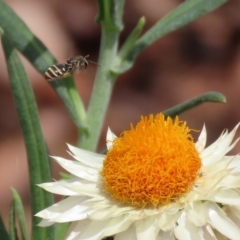 Lipotriches (Austronomia) phanerura at Acton, ACT - 11 Feb 2020