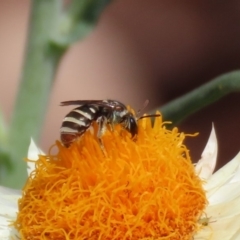 Lipotriches (Austronomia) phanerura at Acton, ACT - 11 Feb 2020