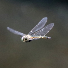 Hemicordulia australiae (Australian Emerald) at ANBG - 11 Feb 2020 by RodDeb