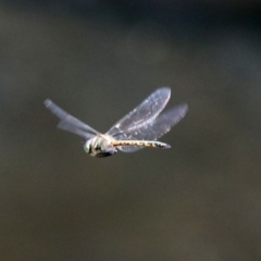 Hemicordulia australiae at Acton, ACT - 11 Feb 2020 12:22 PM