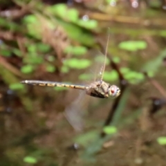 Hemicordulia tau (Tau Emerald) at Acton, ACT - 11 Feb 2020 by RodDeb