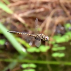 Hemicordulia tau at Acton, ACT - 11 Feb 2020