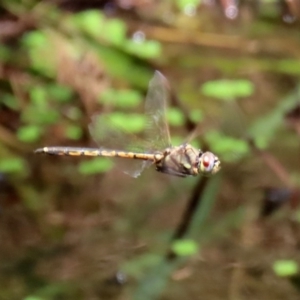 Hemicordulia tau at Acton, ACT - 11 Feb 2020