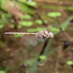 Hemicordulia tau at Acton, ACT - 11 Feb 2020