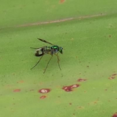 Austrosciapus connexus (Green long-legged fly) at Acton, ACT - 11 Feb 2020 by RodDeb