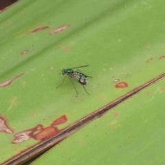 Austrosciapus connexus at Acton, ACT - 11 Feb 2020