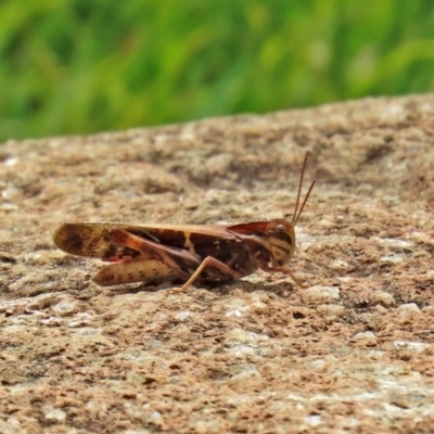 Gastrimargus musicus (Yellow-winged Locust or Grasshopper) at ANBG - 11 Feb 2020 by RodDeb