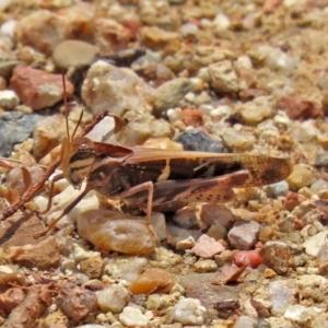 Gastrimargus musicus at Acton, ACT - 11 Feb 2020 12:37 PM