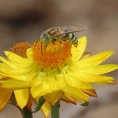 Bembix sp. (genus) (Unidentified Bembix sand wasp) at ANBG - 11 Feb 2020 by RodDeb