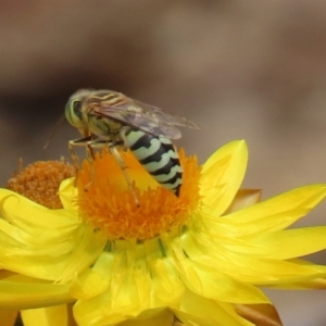 Bembix sp. (genus) at Acton, ACT - 11 Feb 2020