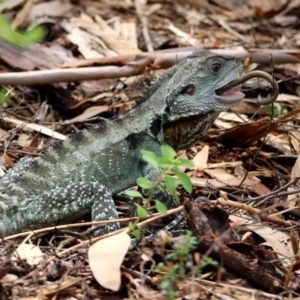 Intellagama lesueurii howittii at Hackett, ACT - 11 Feb 2020 01:13 PM