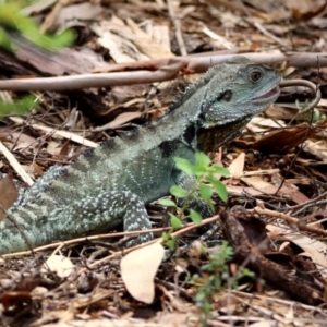 Intellagama lesueurii howittii at Hackett, ACT - 11 Feb 2020 01:13 PM