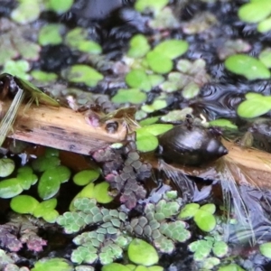 Physa acuta at Acton, ACT - 11 Feb 2020