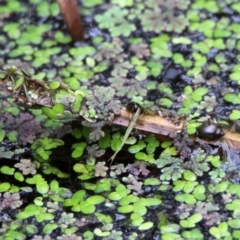 Physa acuta at Acton, ACT - 11 Feb 2020