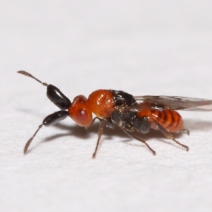 Aeschylia sp. (genus) at Evatt, ACT - 6 Dec 2015