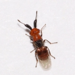 Aeschylia sp. (genus) at Evatt, ACT - 6 Dec 2015