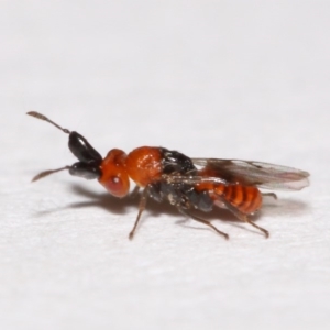 Aeschylia sp. (genus) at Evatt, ACT - 6 Dec 2015 05:09 PM