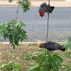 Callocephalon fimbriatum (Gang-gang Cockatoo) at Deakin, ACT - 5 Feb 2020 by JackyF