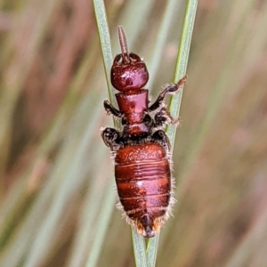 Tiphiidae (family) at Acton, ACT - 12 Feb 2020 04:44 PM