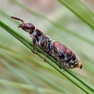 Tiphiidae (family) at Acton, ACT - 12 Feb 2020