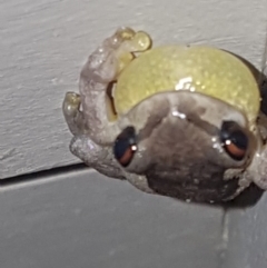 Litoria quiritatus (Screaming Tree Frog) at Pointer Mountain, NSW - 11 Feb 2020 by Harrisi