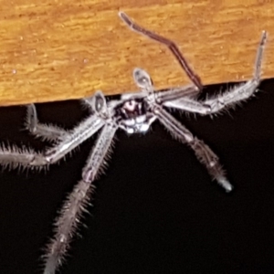 Isopeda sp. (genus) at Pointer Mountain, NSW - 11 Feb 2020