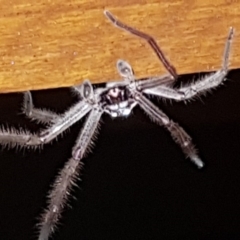 Isopeda sp. (genus) (Huntsman Spider) at Pointer Mountain, NSW - 11 Feb 2020 by Harrisi