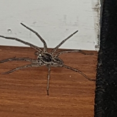 Lycosidae (family) (Unidentified wolf spider) at Pointer Mountain, NSW - 11 Feb 2020 by Harrisi